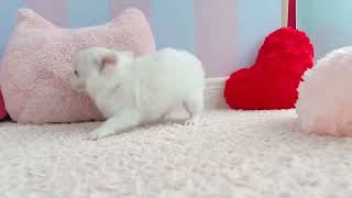 チワワ（ロング）の動画01