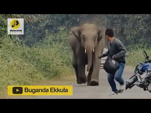 Okuloota Nga Ensolo Zikugoba - Ebirooto Namakulu Gaabyo - Buganda Ekkula