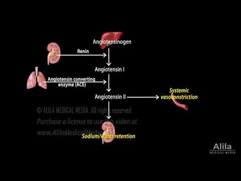 Cơ chế sinh lý hệ RAAS (Sistema Renina-Angitensina-Aldosterona)