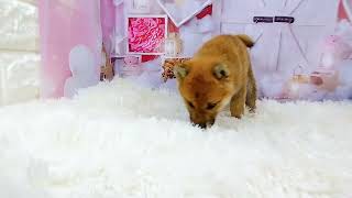 柴犬の動画01