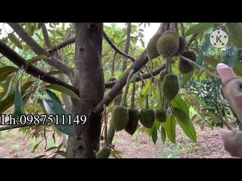 Сверло по металлу DeWALT EXTREME COBALT HSS-CO d=12 мм, L=151 мм (DT4916) Сверло по металлу DeWALT EXTREME COBALT HSS-CO d=12 мм, L=151 мм (DT4916)