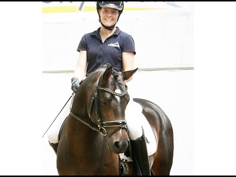 DRACHENLORD 4j. Hengst v. Der Feine Lord AT