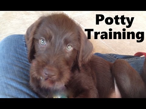 How To Potty Train A Pudelpointer Puppy - Pudelpointer House Training Tips - Pudelpointer Puppies