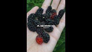 Download lagu lagu bunga seroja viral di tiktok mp3