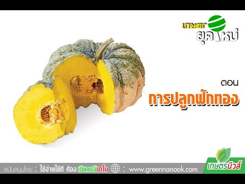 หนังโป๊คนที่แต่งตัวประหลาดขนาดเล็กกระเจี๊ยว ประเภท aphrodisiacs สำหรับผู้หญิง