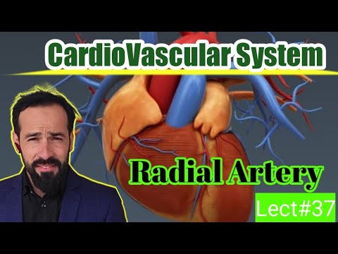 37. Radial artery | Branches of Radial artery | Blood supply of upper limbs