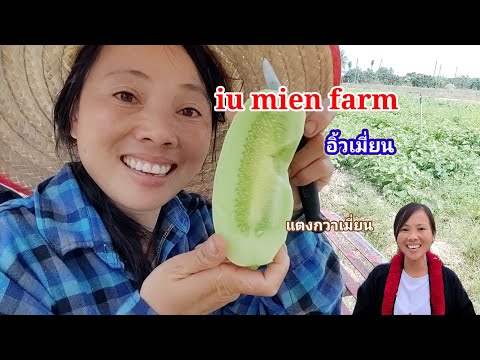 , title : 'ทำงาน1วัน ใน iu mien farm @iumienfarm'
