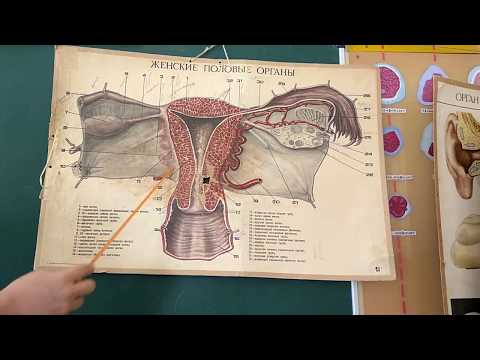 Женские половые органы (ЗБМК)