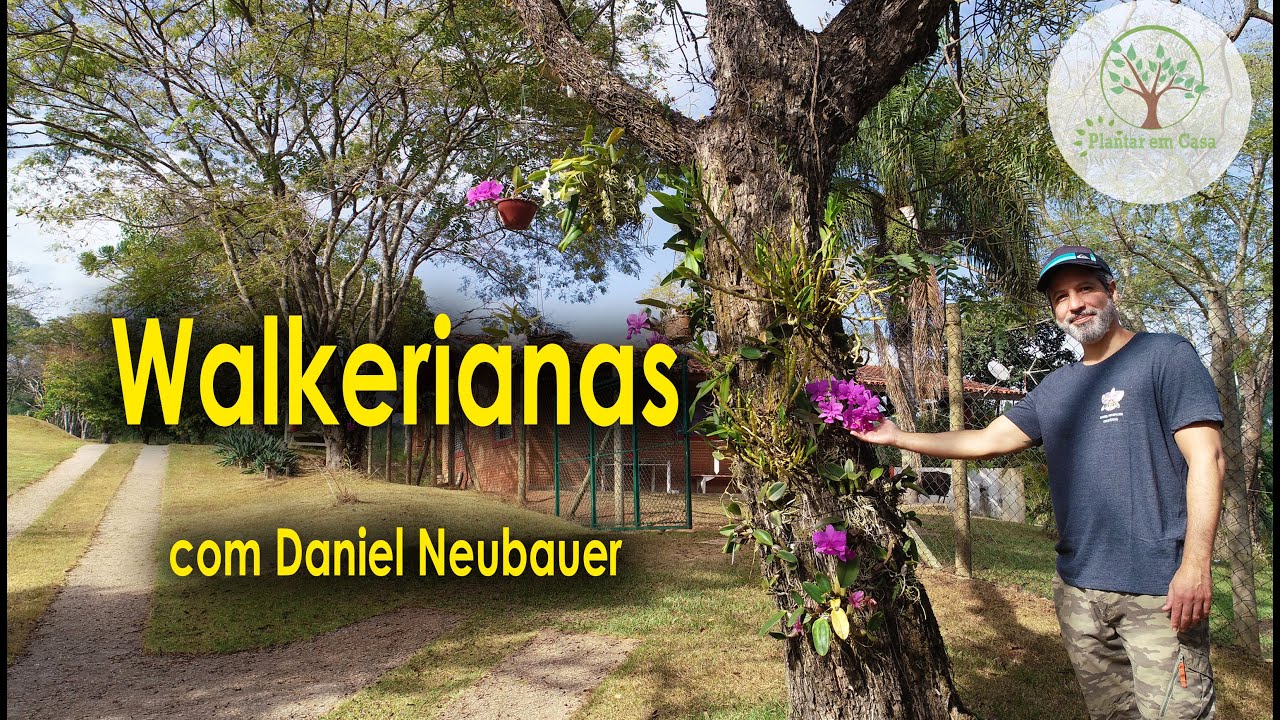 Walkerianas, Sofronites e outras na Coleção de Qualidade do Orquidário DNO