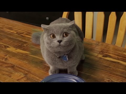 Cat doesn't finish Vegetables