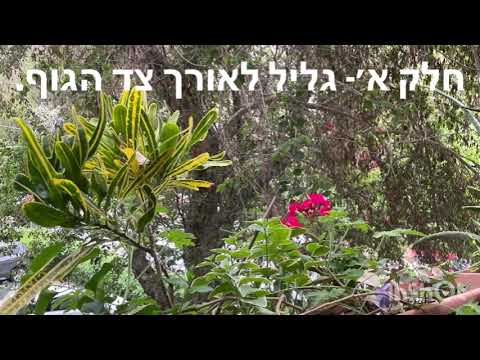 תמונה של ענת שטיין
