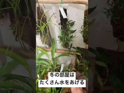 冬に蘭の世話をするにはどうすればよいですか？力強く成長するための5つの重要なステップ  庭園