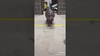 Hippo Fiona Then and Now - Cincinnati Zoo #shorts