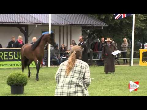 N.148 HLA CHEVAL - Ströhen 2015 B-Show - Stallions 4 to 6 years old (Class L)