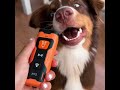 The Best Dog Whistle To Stop Barking Shorts