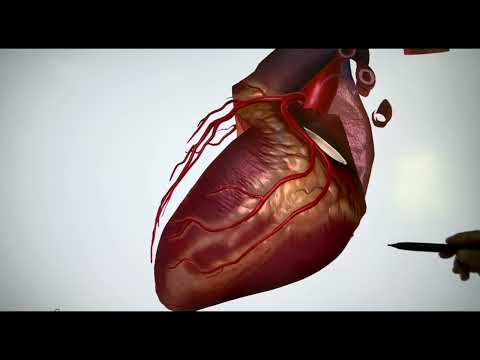 ANATOMIE FMPM VASCULARISATION DU COEUR