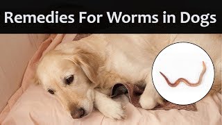 Home Remedies To Get Rid Of Worms In Your Dog At Home