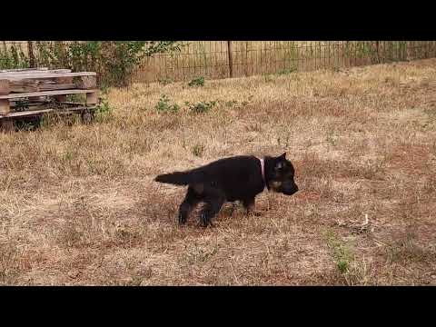 Deutscher Schäferhund Welpe kaufen