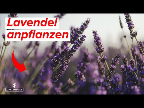 Lavendel anpflanzen - DARAUF solltet Ihr UNBEDINGT achten! So pflanzt du Lavendel richtig!