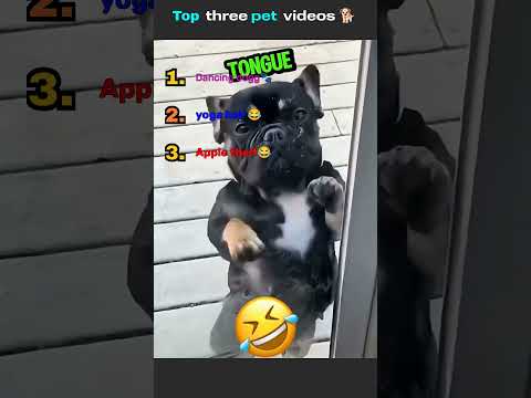 Best Three pet videos 🦴