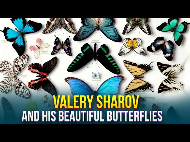 Valery Sharov and his beautiful butterflies