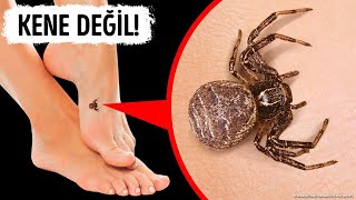 Bu Keneyi Görürseniz Sakın Ezmeyin!