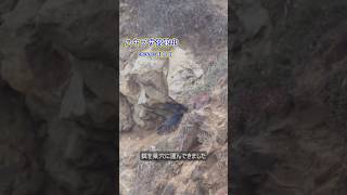 ハヤブサ営巣中  Peregrine Falcon　2026/05/10 早朝  #ハヤブサ  #peregrinefalcon #ranchopalosverdes #shorts