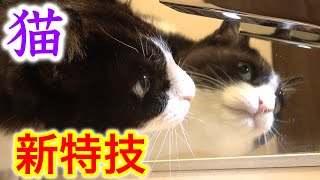 猫がまた変な特技を覚えたようです。白黒猫つきみ