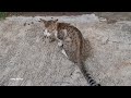 Very Greedy Tuxedo Tabby Cat