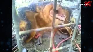 CAPTURAN BRUJA EN DURANGO la verdad @OxlackCastro - subtitles