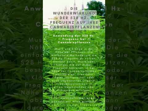 Die Wunderwirkung der 528 Hz Frequenz auf Ihre Cannabispflanzen