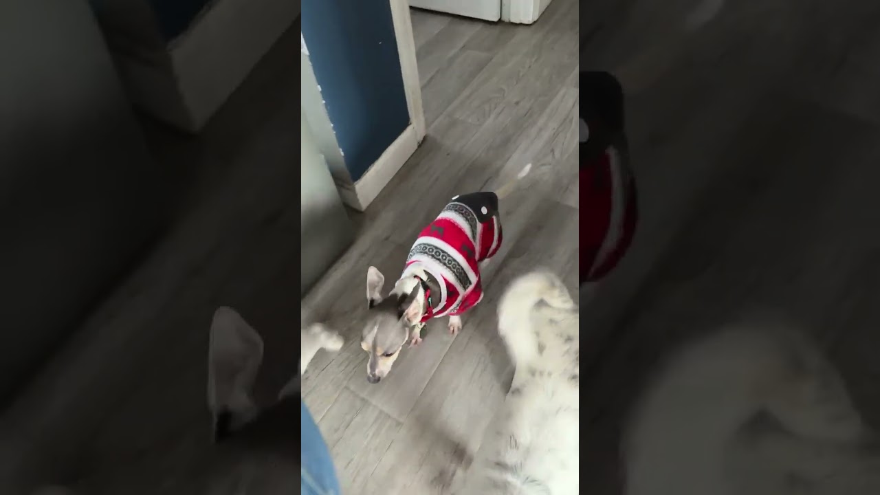 Marcos, a ADOPTABLE Chihuahua in Milford, NH video 4/5