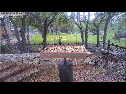 TPML Library Bird Feeder Web Cam Live Stream