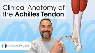 Clinical Anatomy of the Achilles Tendon | Expert Physio Guides you through 3D Anatomy Tutorial!