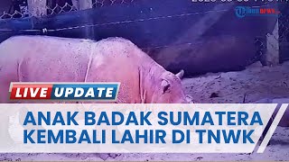 1 Anak Badak Betina Sumatera Kembali Lahir di TNWK Lampung Timur, Ini Penjelasan Pihak Humas
