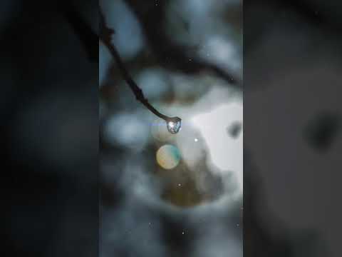 Mobile | Macro Photography