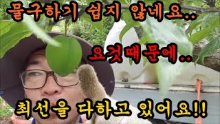 자두농사 강에서 물을 퍼서 자두나무에 물을 주고있습니다