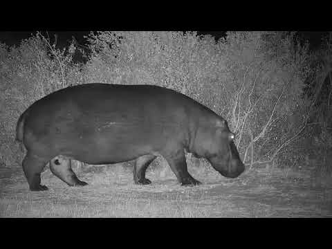 Djuma: Lone Hippo leaving pan - 22:50 - 08/23/19