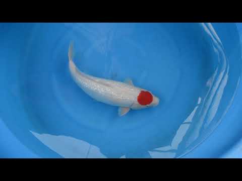 Ginrin Tancho Kohaku, Hiroi, q1019n004