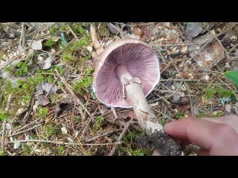 Svamp för alla - Skogschampinjon, Agaricus silvaticus