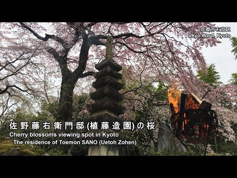 桜守（さくらもり）の仕事とは。京都で有名な佐野藤右衛門を解説。 | イケてる男子のブレインミルク