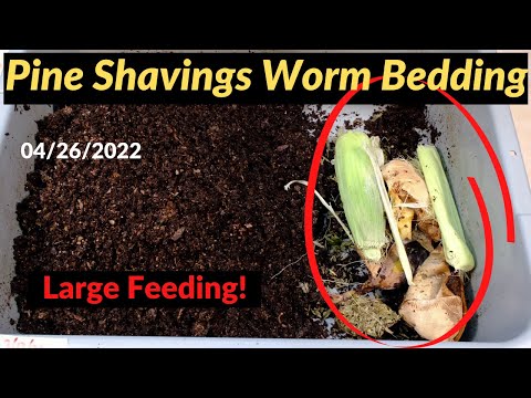 Pine Shavings Worm Bin - Large Feeding 04/26/2022