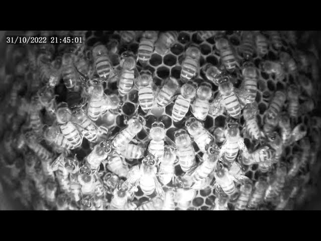 Live webcam view of Colmena Urbana Bee in Ossola