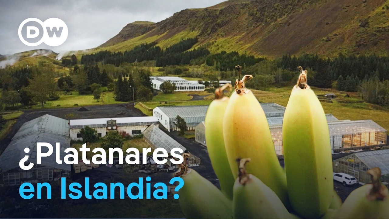 ¿Platanares en Islandia? Cómo se utiliza la energía volcánica para la agricultura | DW Documental
