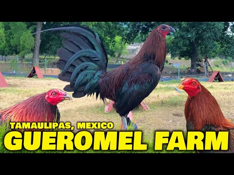 Manuel Morales GUEROMEL FARM - Beautiful Birds