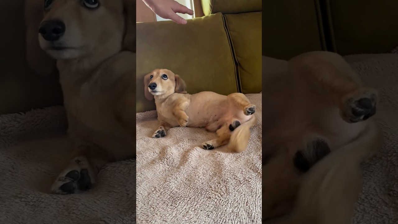 手をのばすと、、🥺💕こてん、、🐶撫でて撫でて！とお腹を見せるこたろうくんです🥹🤍 「こたろうくん」Instagram@x.ann.kotaro.x   #犬王国 #ダックスフンド