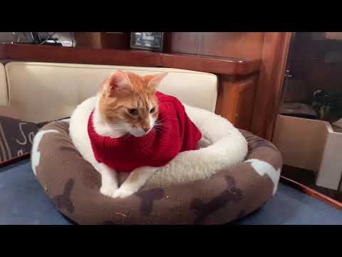 CAPTAIN FRED Ep. 4 - Mission to Slay the Monster