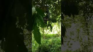 Download lagu Merbah lekir perak mp3 Download lagu Merbah lekir perak mp3