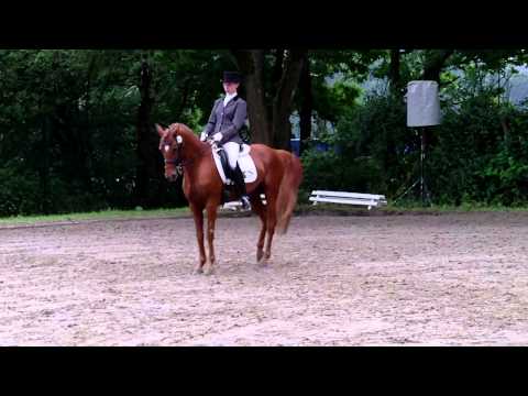 2012-06-07 7j Reitponyhengst v. Halenkino M-Dressur