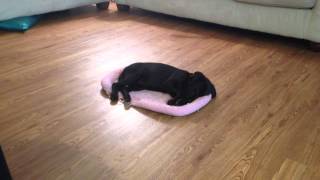 Labrador Puppy Dreaming - Black